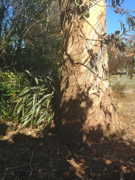 223 Fifield Terrace, Opawa, Christchurch - Carousel 9