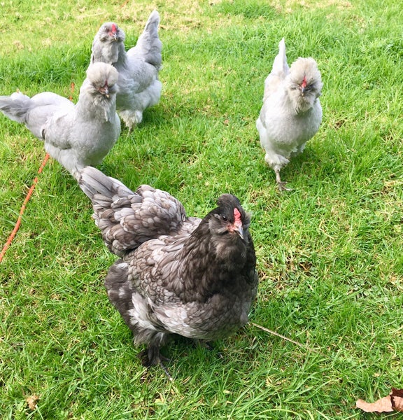 187 Bayer Road, Silverdale - Carousel 19