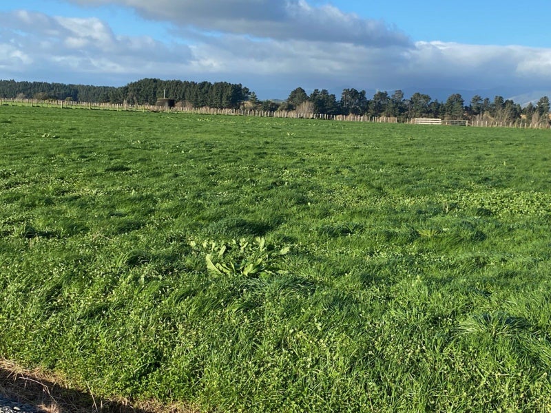 0 Almadale Road, Cheltenham, Feilding - Carousel 2