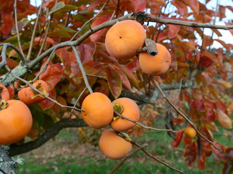 81 Millar Road, Hastings - Carousel 14