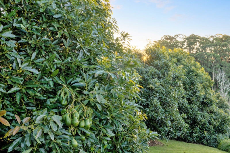 70C Francis Road, Tauranga - Carousel 29