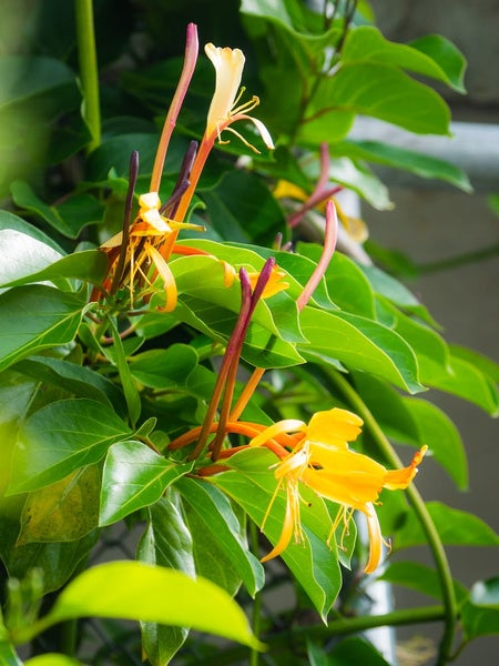 3/26 Aroha Avenue, Sandringham, Auckland - Carousel 13