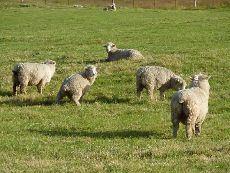 18 Tirohanga Road, North Taieri - Carousel 9