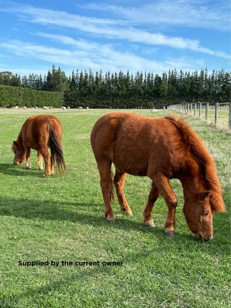 1789 South Eyre Road, Rangiora - Carousel 43