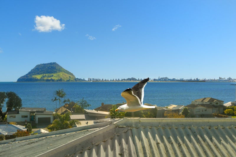 10 Acklam Avenue, Otumoetai, Tauranga - Carousel 2