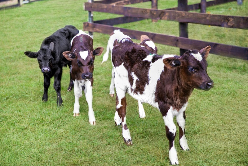 317 Glenbrook Road, Kingseat, Pukekohe - Carousel 20