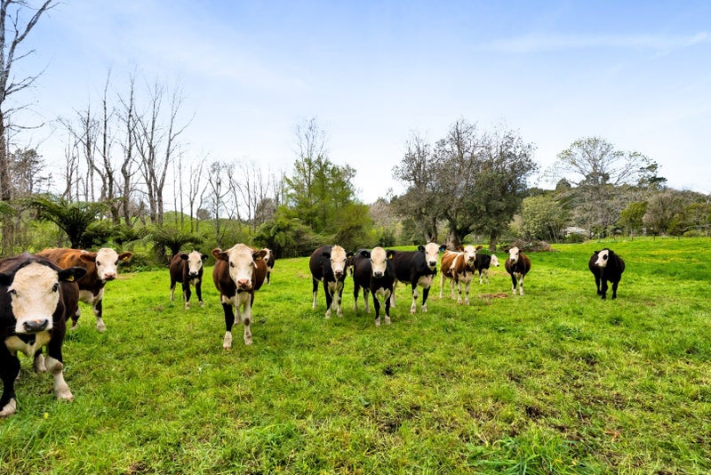 349 Tukapa Street, Hurdon, New Plymouth - Carousel 40