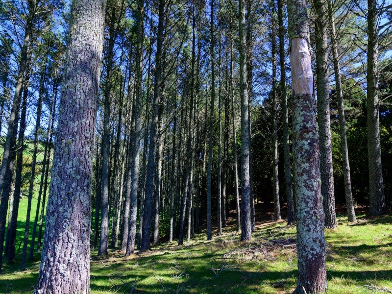 174 Penny Road, Hamurana - Carousel 23