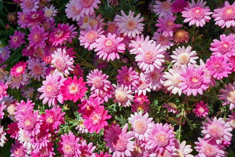 54 Kilmarnock Court, Strathern, Invercargill - Carousel 35