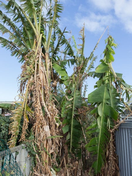 42A Toi Street, Tawhero, Whanganui - Carousel 26