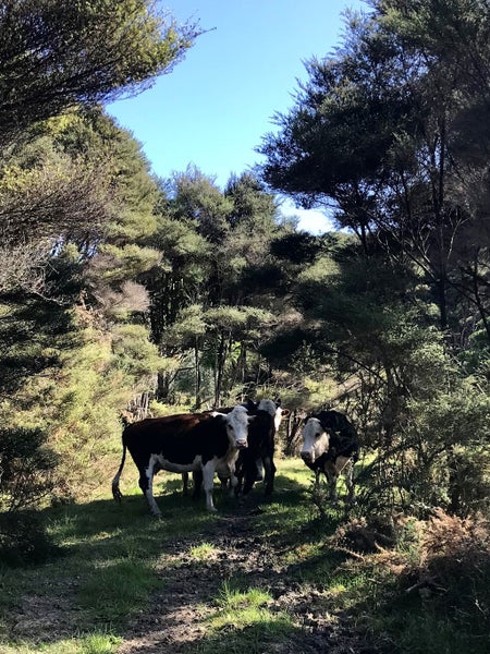 132 OAIA RD, Muriwai Beach, Kumeu - Carousel 26