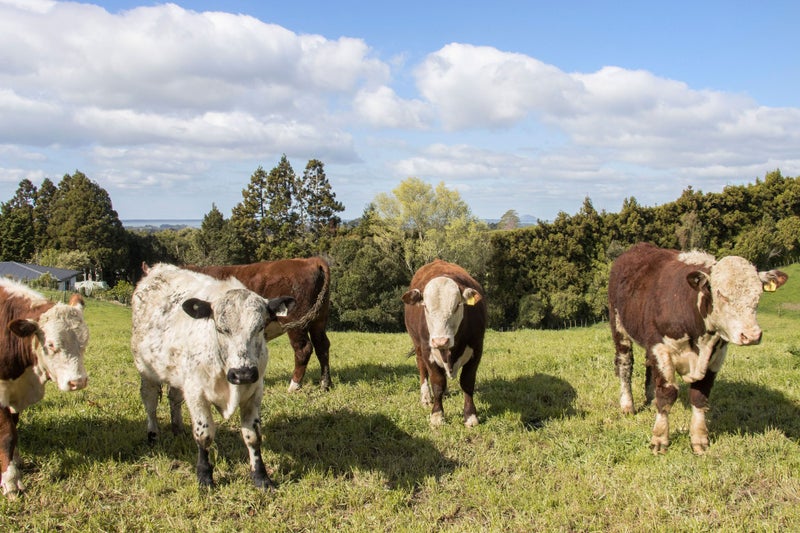 291 Rea Road, Tahawai - Carousel 17