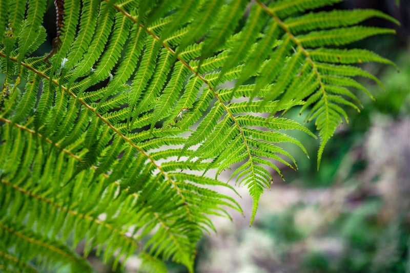 484A Whangaripo Valley Road, Whangaripo, Wellsford - Carousel 9