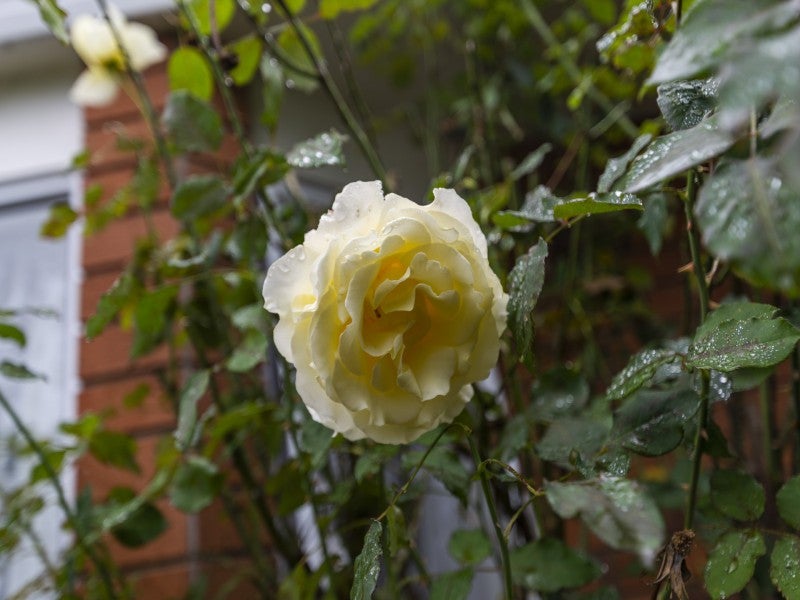 12 Ruihi Street, Victoria, Rotorua - Carousel 16