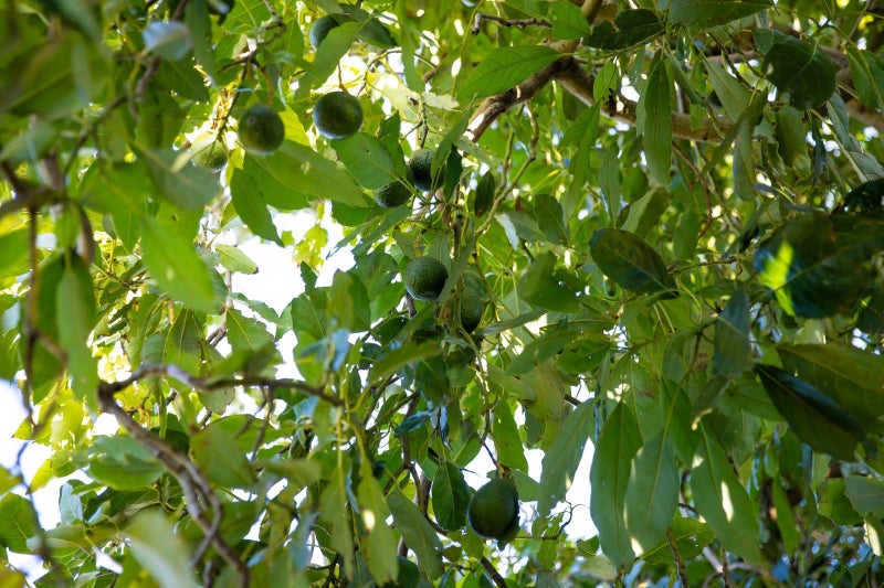 1006 Glenhope Street, Mahora, Hastings - Carousel 24