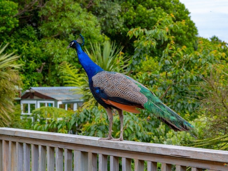 119 Dowse Drive, Maungaraki, Lower Hutt - Carousel 2