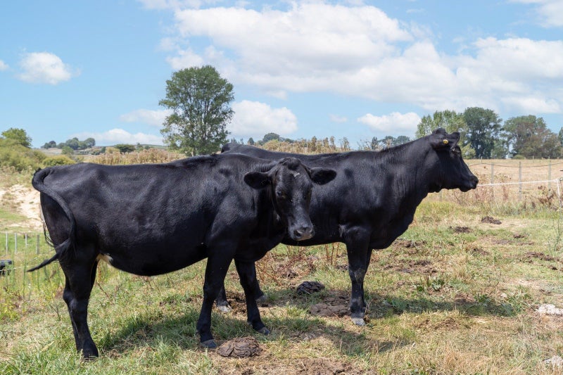 250 Pokuru Factory Road, Pokuru, Te Awamutu - Carousel 24