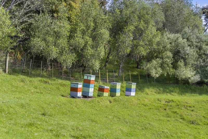 45 Bethells Road, Henderson - Carousel 50