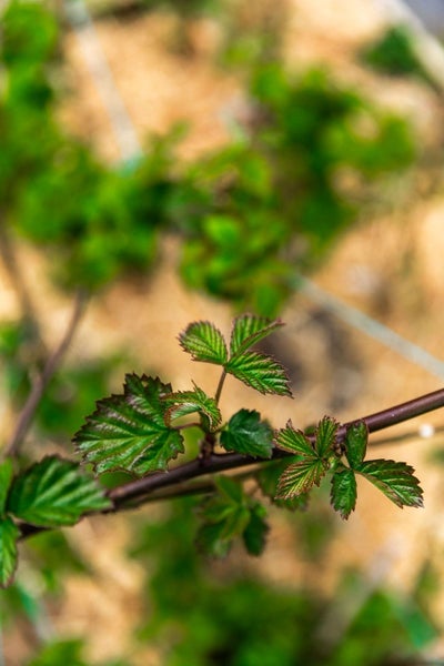 57 Victoria Street, Waikino, Waihi - Carousel 49