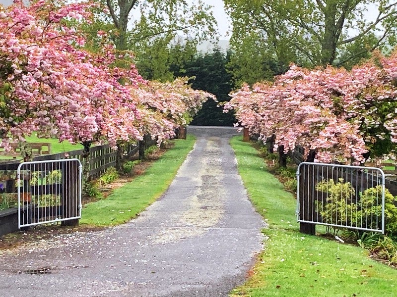 463 State Highway 1, Wairakei, Taupo - Carousel 2