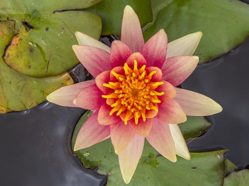 47 Tavinor Road, Whangarei - Carousel 15