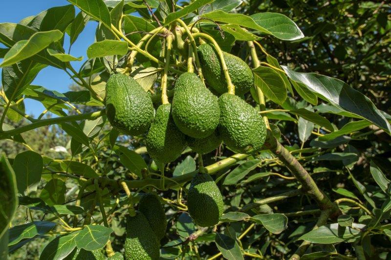 268 Wright Road, Katikati - Carousel 2