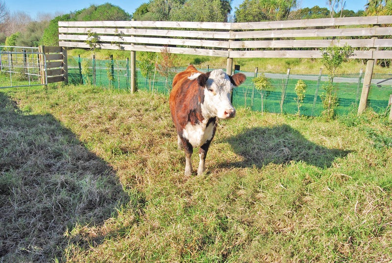 27 Waterview Crescent, Kaiwaka - Carousel 22