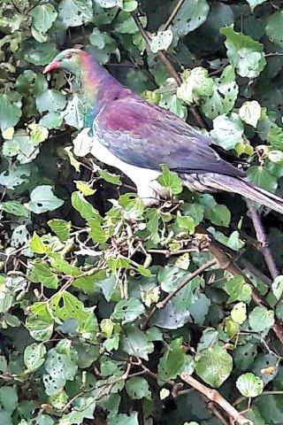 25A Fox St, Ngaio, Wellington - Carousel 20