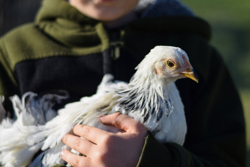 341 Ridge Road, Albany - Carousel 26