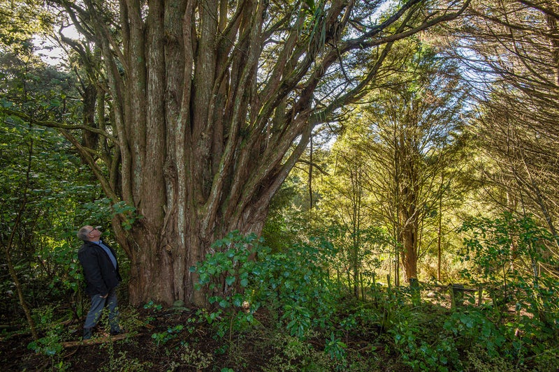 158A Apotu Road, Kauri, Kamo - Carousel 26