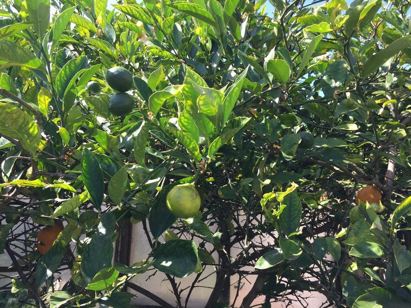 294 Bucklands Beach Road, Bucklands Beach, Auckland - Carousel 11