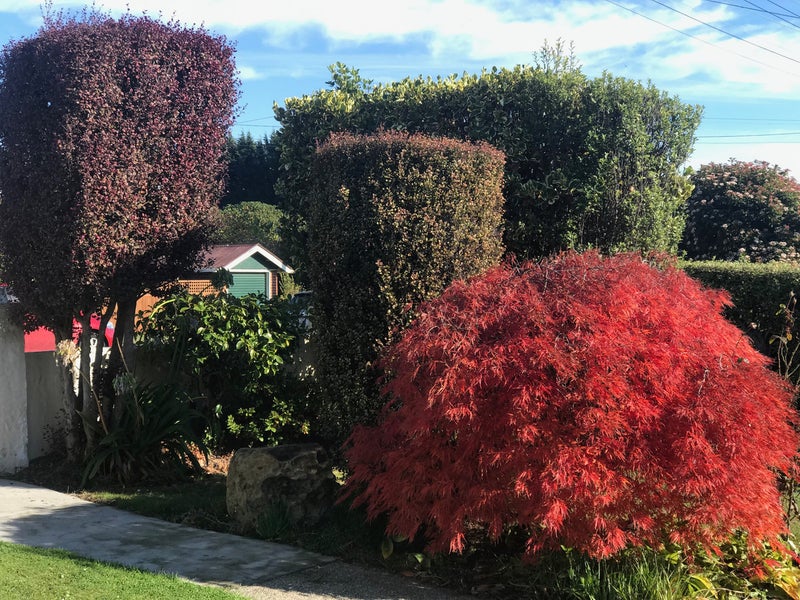 22 Thoreau Street, Concord, Dunedin - Carousel 22