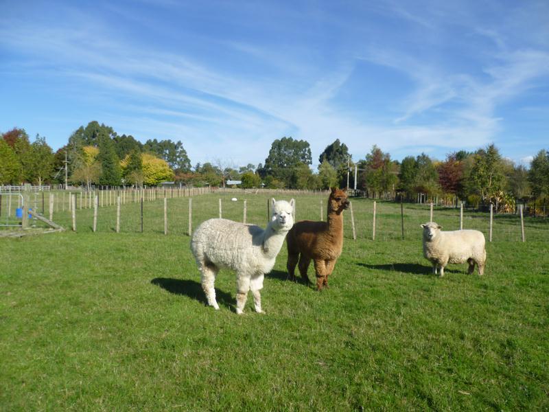 57 Southey Road, Masterton - Carousel 2