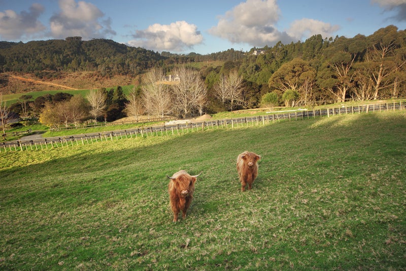 52 Judge Richardson Drive, Papakura - Carousel 23