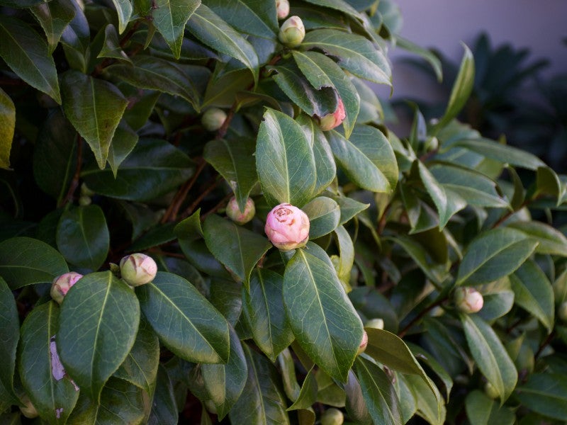 20 Frye Crescent, Albert Town, Wanaka - Carousel 22