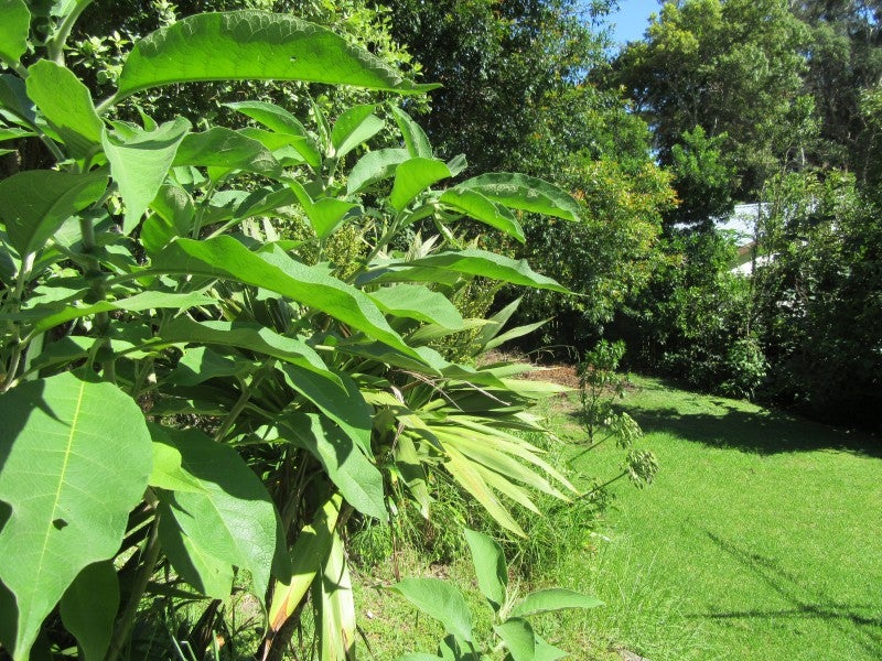 6 Norwood Road, Kaiti, Gisborne - Carousel 20