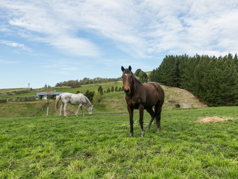 8 Waipuka Road, Havelock North - Carousel 22