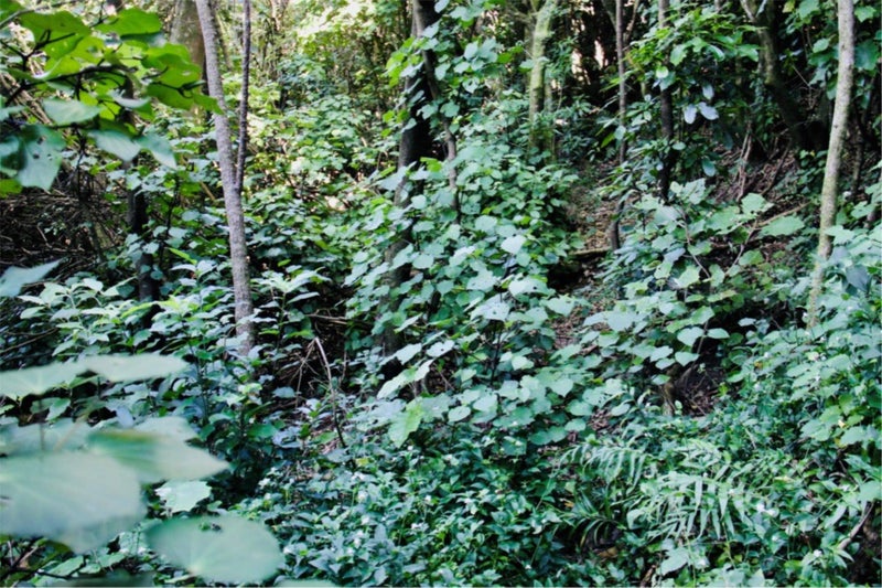 93C Cecil Road, Wadestown, Wellington - Carousel 2