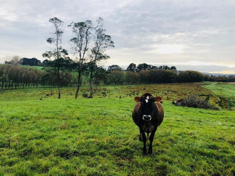 24 Bordeaux Place, Rangiriri, TE KAUWHATA - Carousel 1