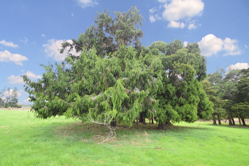 528 Old Woodcocks Road, Kaipara Flats, Warkworth - Carousel 20