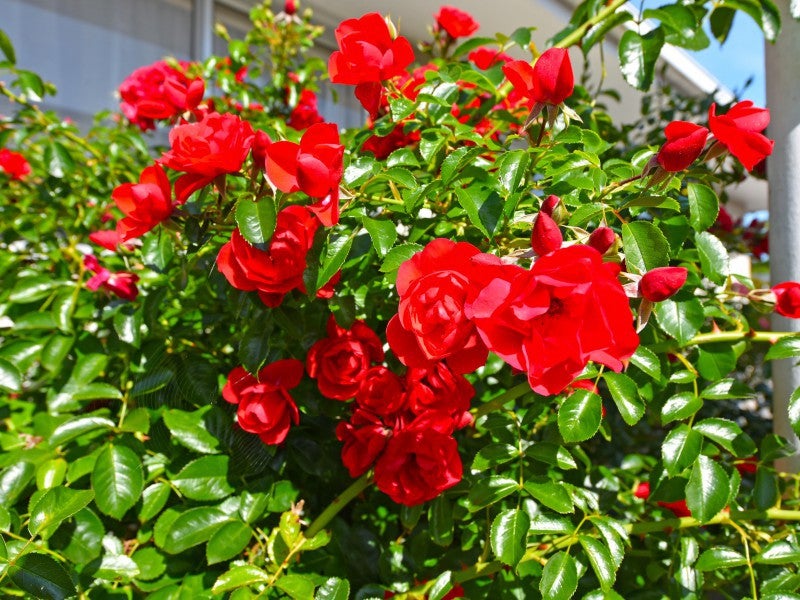 1/16A Ranfurly Street, Trentham, Upper Hutt - Carousel 14