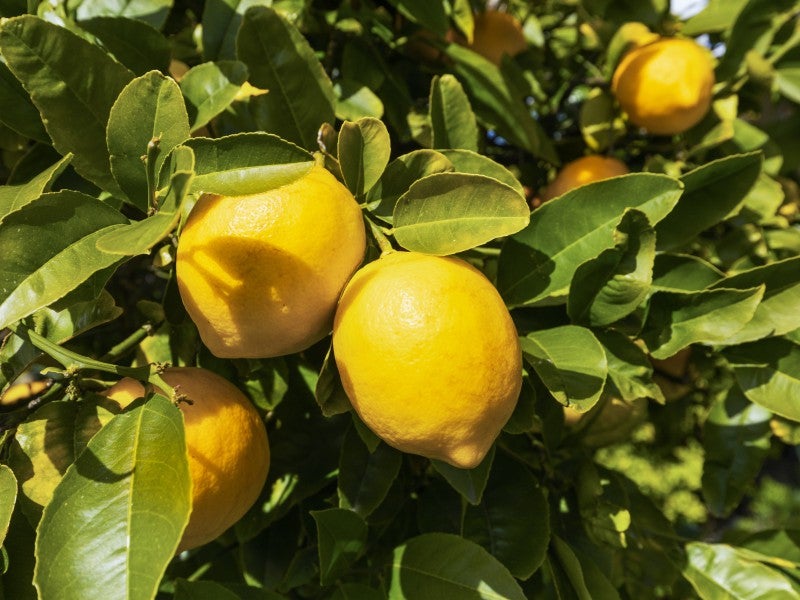 14 Cudby Street, Woburn, Lower Hutt - Carousel 15