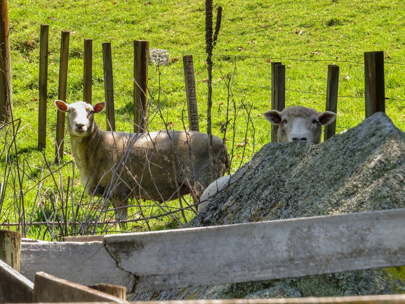 910B Braemar Road, Rotoma - Carousel 35