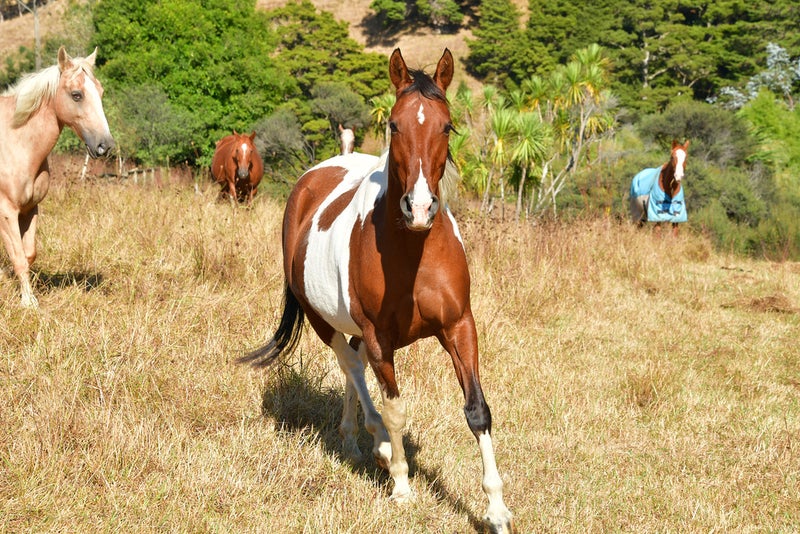 448 Weranui Road, Silverdale - Carousel 19