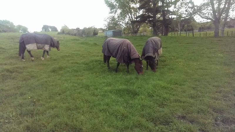 47 Codlin Road, Waiuku - Carousel 1
