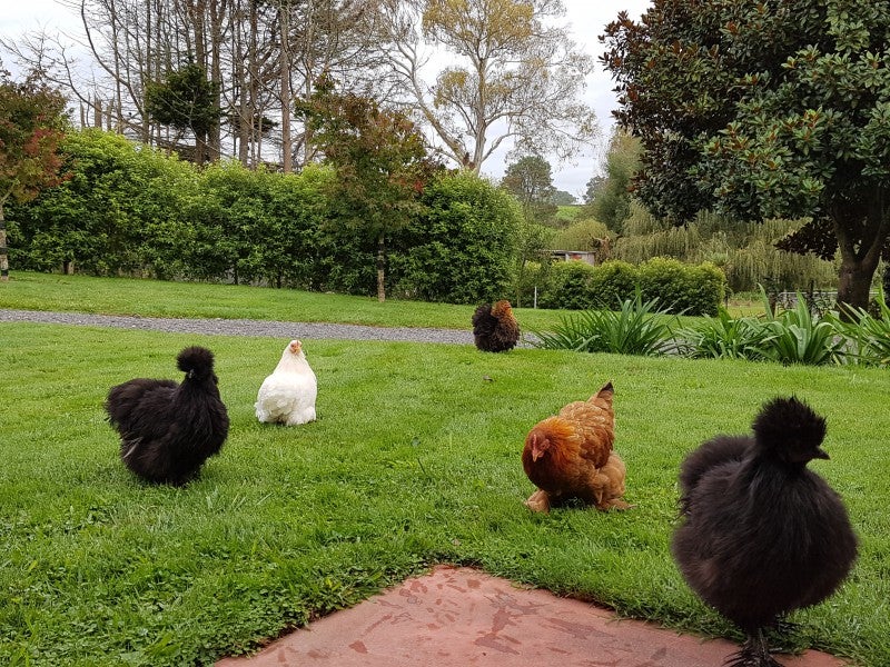 91 Waiomou Road, Tirau - Carousel 22