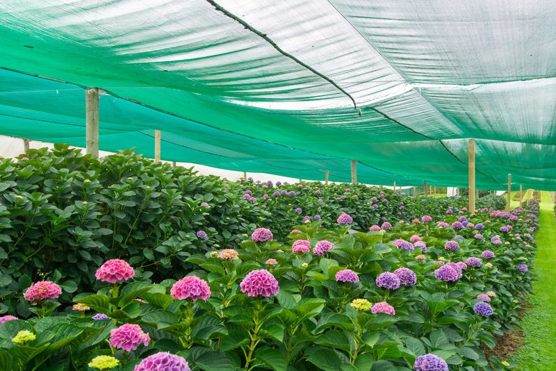 261 Pahoia Road, Tauranga - Carousel 20