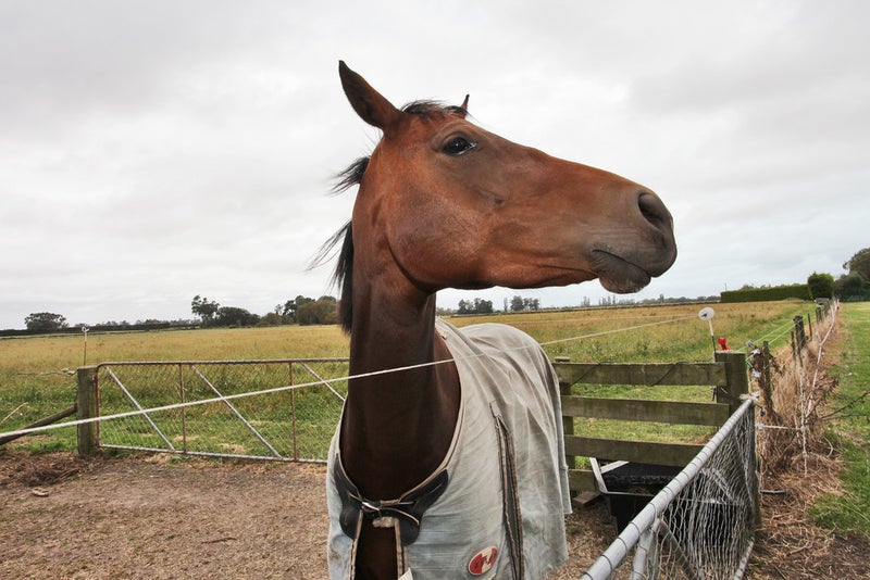172 Milltown Road, Leeston - Carousel 17