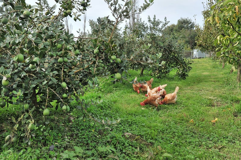 46 Old House Road, Upper Moutere - Carousel 1