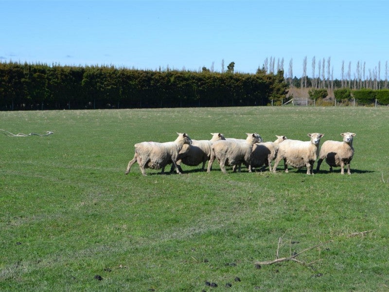 93 Downs Road, Darfield - Carousel 19